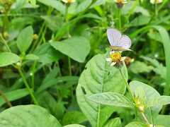 Luthrodes pandava