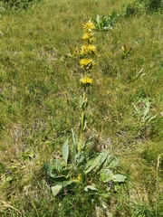 Gentiana lutea symphyandra
