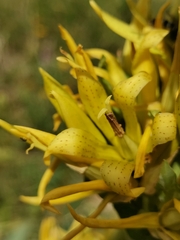 Gentiana lutea symphyandra