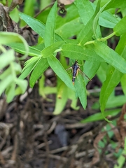 Synanthedon richardsi