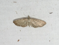 Eupithecia satyrata