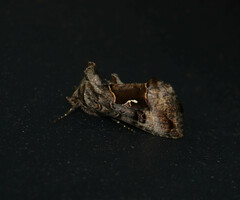 Syngrapha microgamma