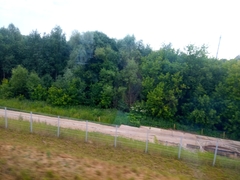 Heracleum sosnowskyi