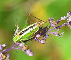 Poecilimon macedonicus