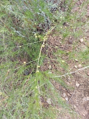 Asparagus burjaticus