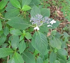 Hydrangea serrata