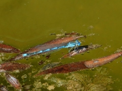 Erythromma lindenii