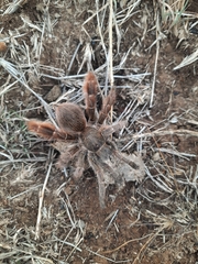 Eucratoscelus constrictus