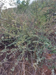 Spiraea aquilegifolia