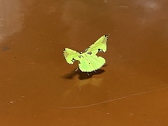 Corymica