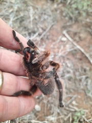 Eucratoscelus constrictus