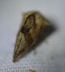 Telamonini