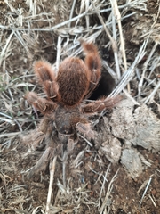 Eucratoscelus constrictus