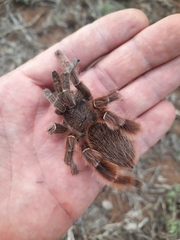 Eucratoscelus constrictus