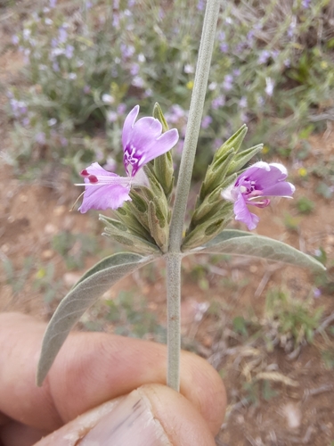 Hypoestes forskaolii image