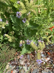 Phacelia bolanderi