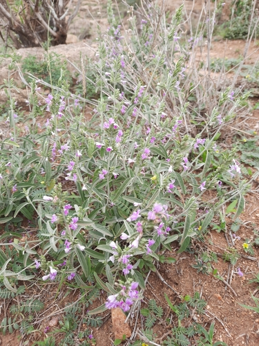 Hypoestes forskaolii image