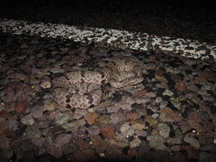 Crotalus lepidus