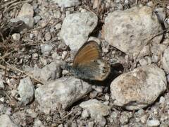 Coenonympha arcania