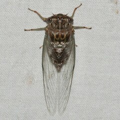Diceroprocta vitripennis