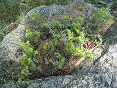 Sedum annuum