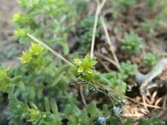 Sedum annuum