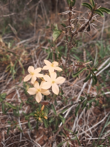 Barleria eranthemoides image