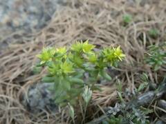 Sedum annuum