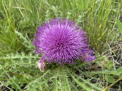 Cirsium drummondii
