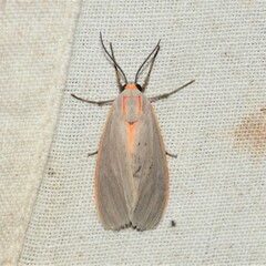 Pygarctia abdominalis