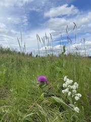 Cirsium drummondii