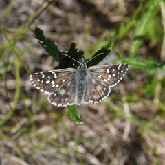 Pyrgus alveus