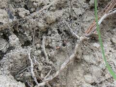 Dasylobus graniferus