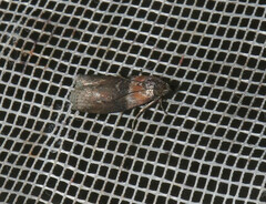 Sciota fumella