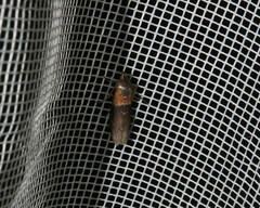 Sciota fumella