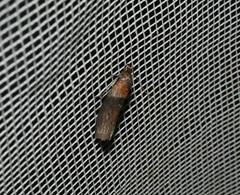 Sciota fumella