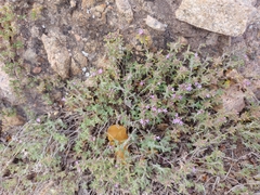 Thymus sibiricus