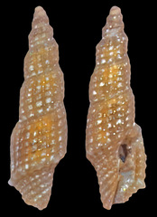Exomilus edychrous