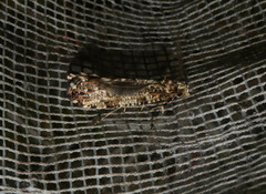 Morophaga choragella