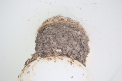 Cecropis striolata