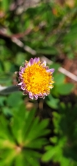 Aster alpinus tolmatschevii