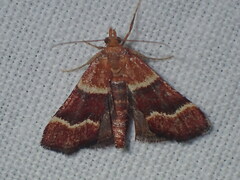 Stemmatophora combustalis