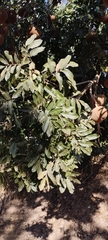 Magonia pubescens