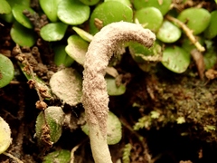 Purpureocillium atypicola