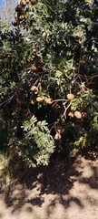 Magonia pubescens