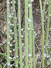 Rhipsalis lindbergiana