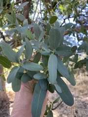 Quercus oblongifolia