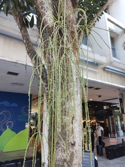 Rhipsalis lindbergiana