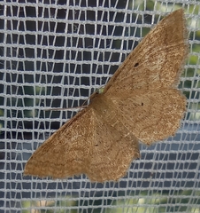 Idaea rufaria