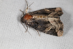 Homophoberia apicosa